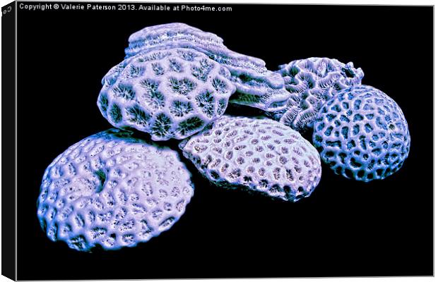 Precious Corals Canvas Print by Valerie Paterson