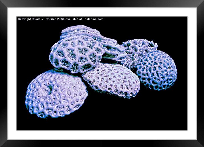 Precious Corals Framed Mounted Print by Valerie Paterson
