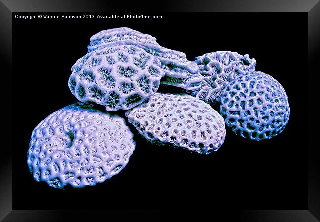 Precious Corals Framed Print by Valerie Paterson