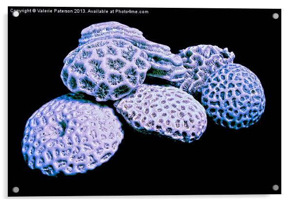 Precious Corals Acrylic by Valerie Paterson