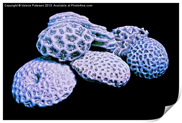 Precious Corals Print by Valerie Paterson