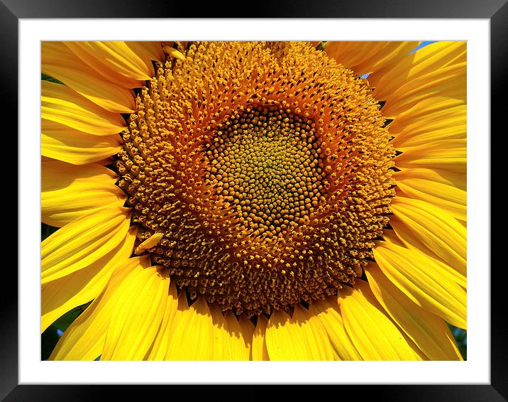 sunflower close up Framed Mounted Print by elvira ladocki