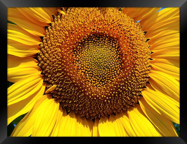 sunflower close up Framed Print by elvira ladocki