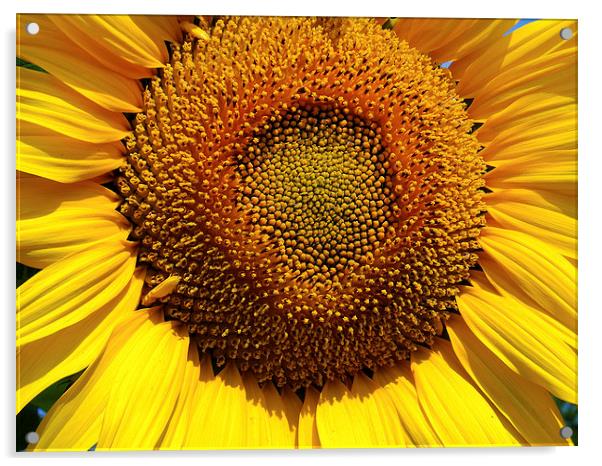 sunflower close up Acrylic by elvira ladocki