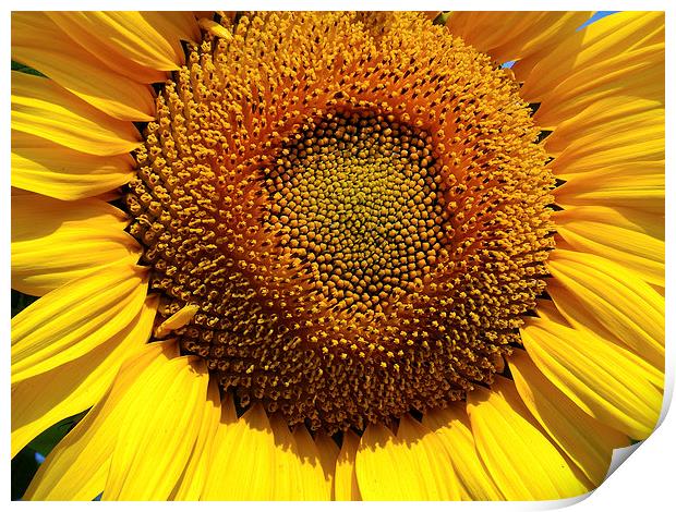 sunflower close up Print by elvira ladocki