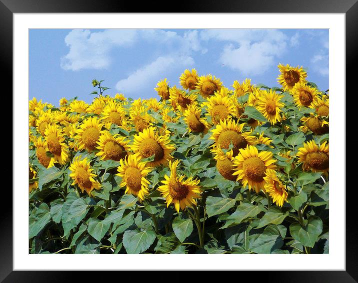 1944-sunflowers field Framed Mounted Print by elvira ladocki