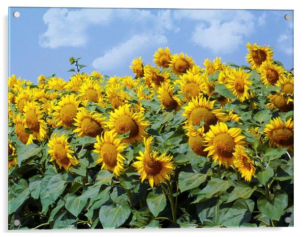 1944-sunflowers field Acrylic by elvira ladocki