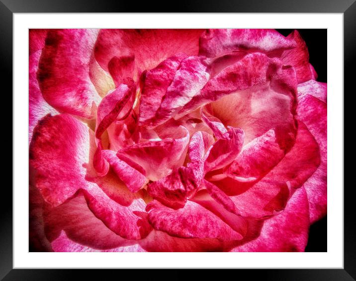 Red Red Rose Framed Mounted Print by Mary Lane