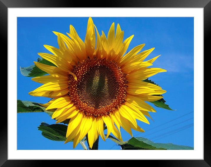 beauty sunflower Framed Mounted Print by elvira ladocki