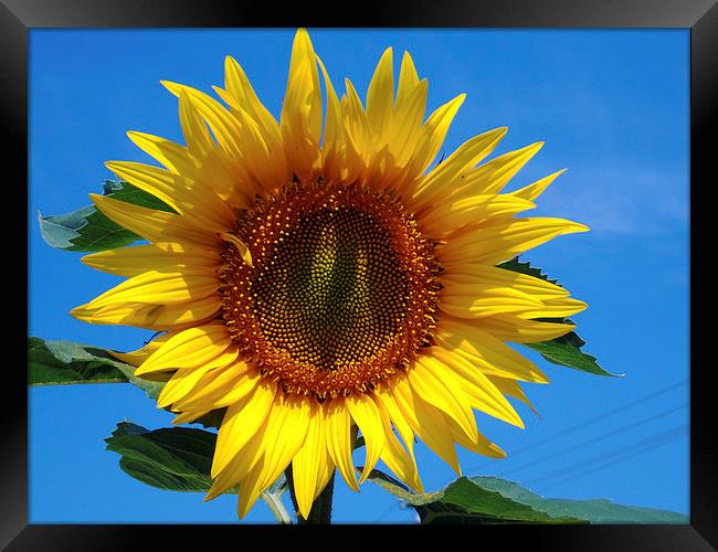 beauty sunflower Framed Print by elvira ladocki