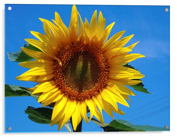 beauty sunflower Acrylic by elvira ladocki