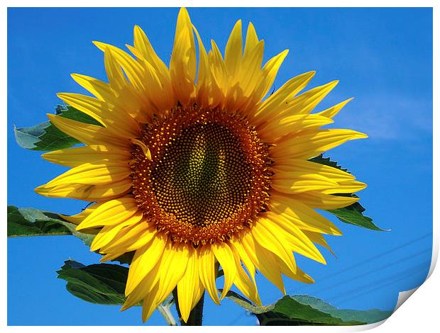 beauty sunflower Print by elvira ladocki