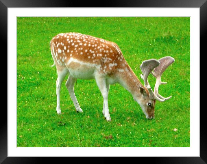 Fallow Deer Framed Mounted Print by james richmond