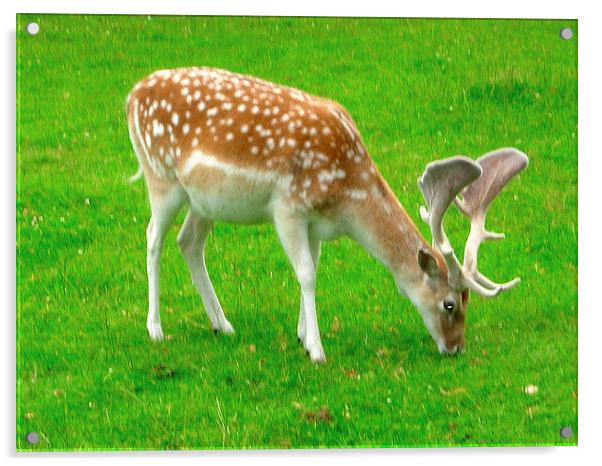 Fallow Deer Acrylic by james richmond