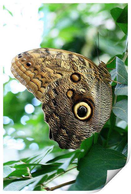 Owl Butterfly Print by Ruth Hallam