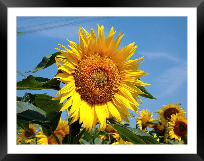 1964-beauty sunflowers Framed Mounted Print by elvira ladocki