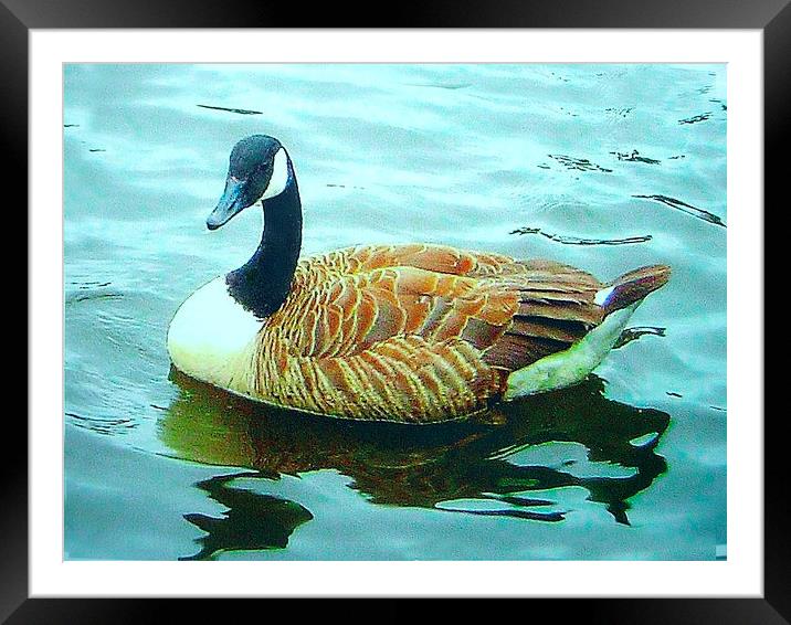 Canada Goose Framed Mounted Print by james richmond