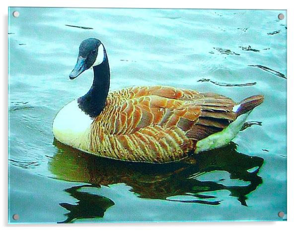 Canada Goose Acrylic by james richmond