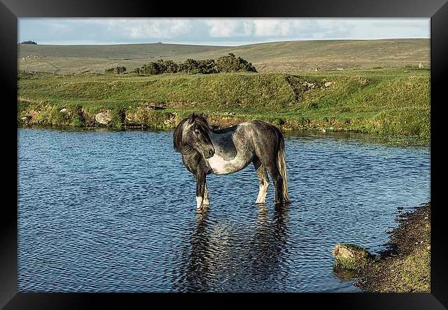 Dartmoor Pony Framed Print by kevin wise