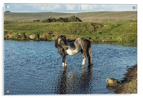 Dartmoor Pony Acrylic by kevin wise