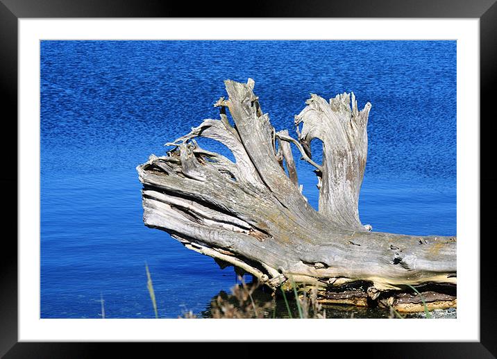 Driftwood Framed Mounted Print by Ruth Hallam