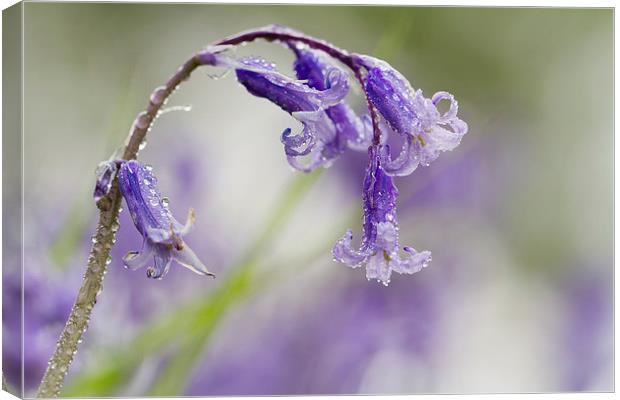 Bluebell with Dewdrops Canvas Print by Sue Dudley