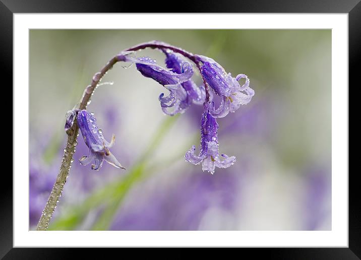 Bluebell with Dewdrops Framed Mounted Print by Sue Dudley
