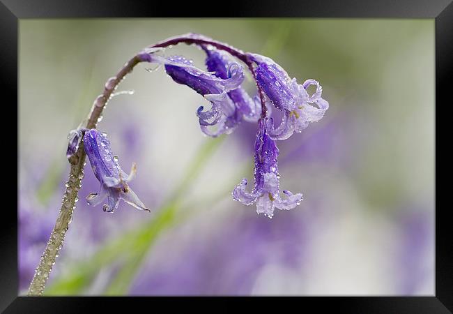 Bluebell with Dewdrops Framed Print by Sue Dudley