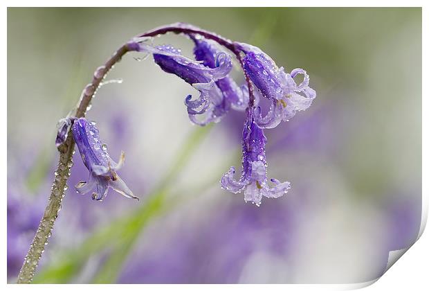 Bluebell with Dewdrops Print by Sue Dudley
