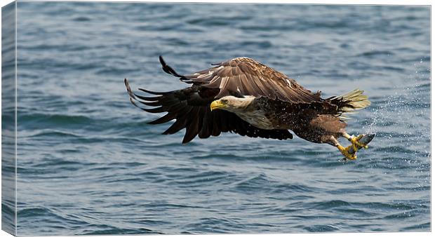 Sea Eagle with Fish Canvas Print by Sue Dudley