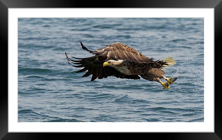 Sea Eagle with Fish Framed Mounted Print by Sue Dudley