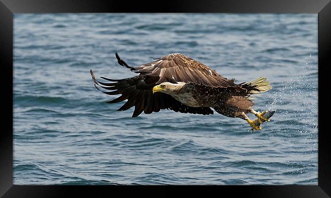 Sea Eagle with Fish Framed Print by Sue Dudley