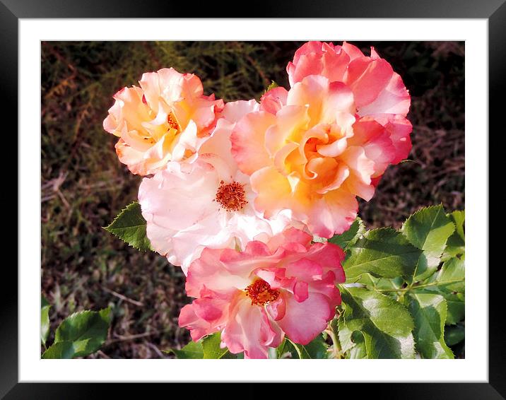 2152--beauty roses Framed Mounted Print by elvira ladocki