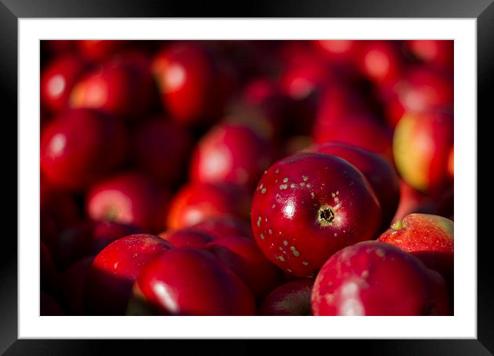 Red Apples in Close-Up Framed Mounted Print by Sue Dudley