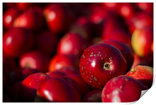 Red Apples in Close-Up Print by Sue Dudley