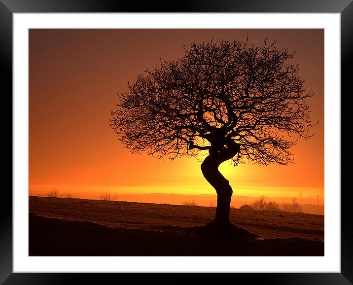 Twisted oak sunset silhouette Framed Mounted Print by Sue Dudley