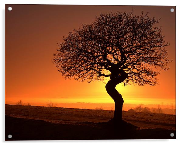 Twisted oak sunset silhouette Acrylic by Sue Dudley