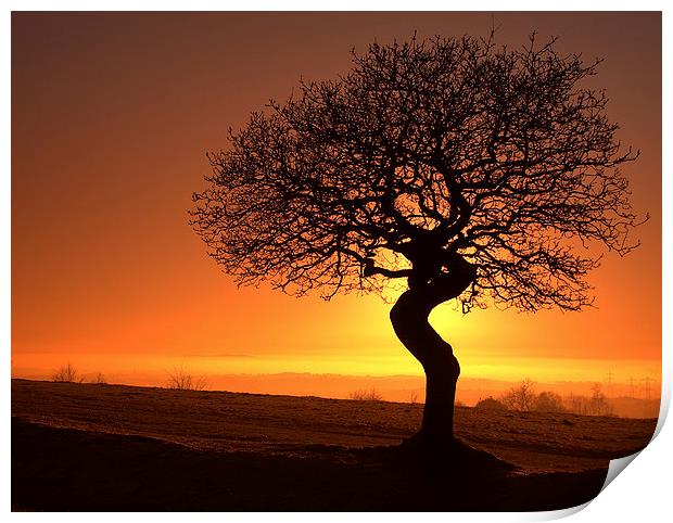 Twisted oak sunset silhouette Print by Sue Dudley