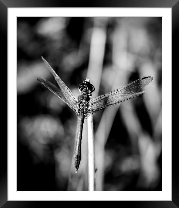 Dragonfly Landing Framed Mounted Print by Tony Fishpool