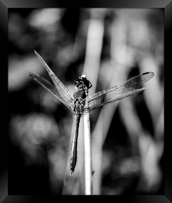 Dragonfly Landing Framed Print by Tony Fishpool