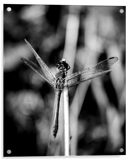 Dragonfly Landing Acrylic by Tony Fishpool