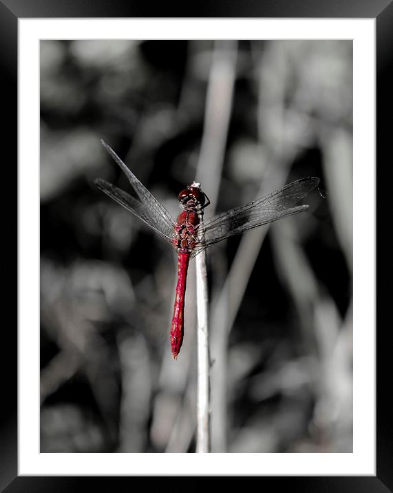 Resting Dragonfly Framed Mounted Print by Tony Fishpool