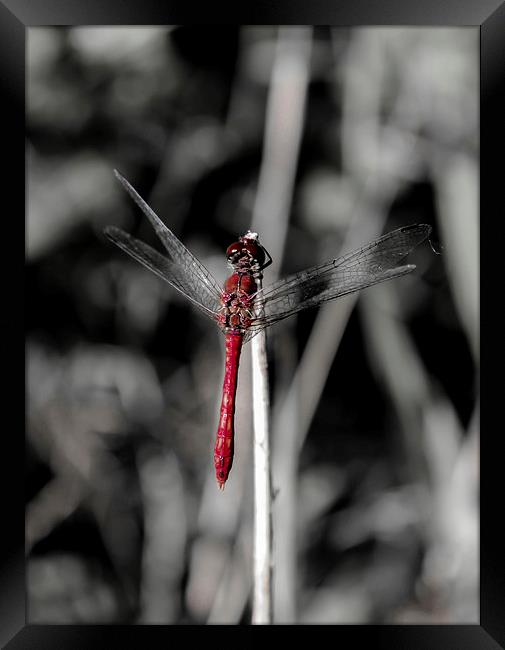 Resting Dragonfly Framed Print by Tony Fishpool
