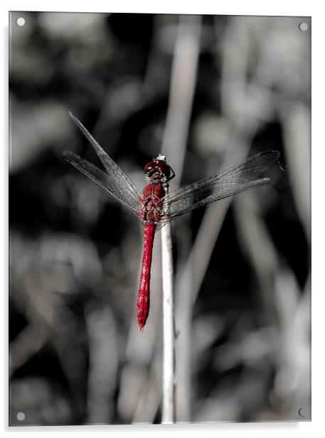 Resting Dragonfly Acrylic by Tony Fishpool
