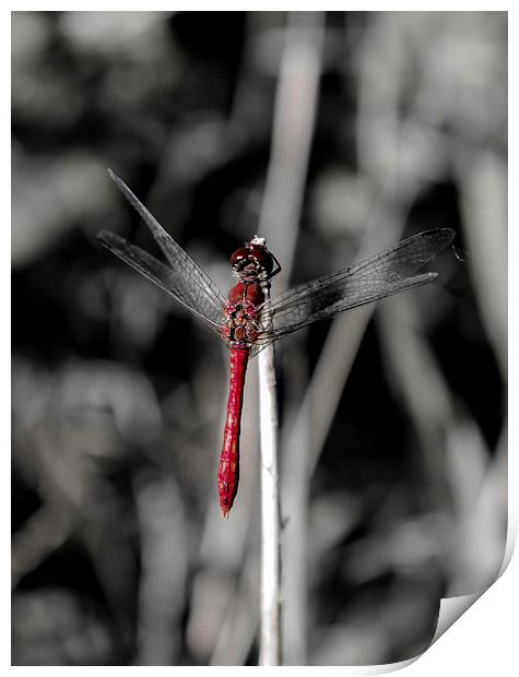 Resting Dragonfly Print by Tony Fishpool