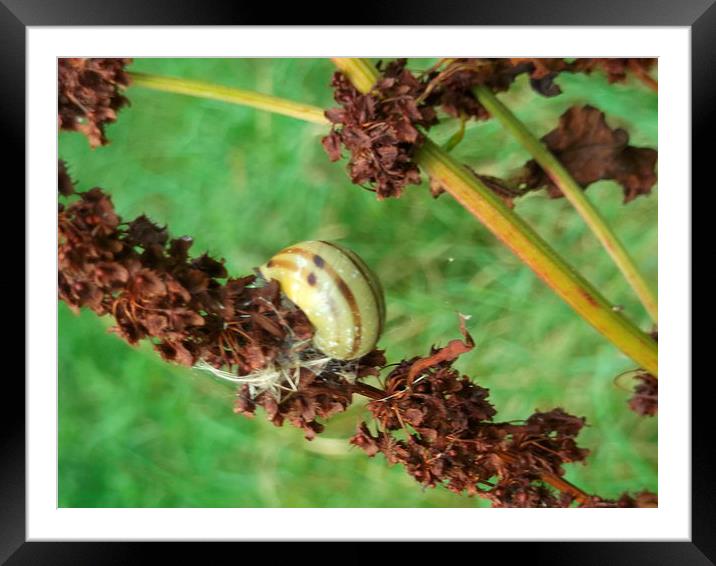 September Snail! Framed Mounted Print by Eleanor McCabe