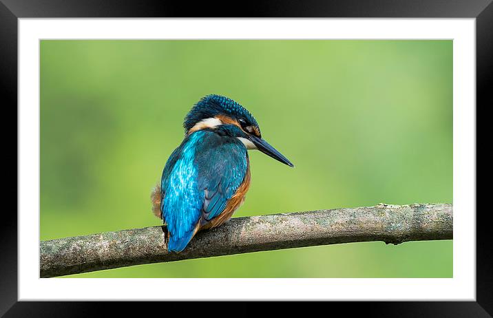 Kingfisher Watching Framed Mounted Print by Roger Byng