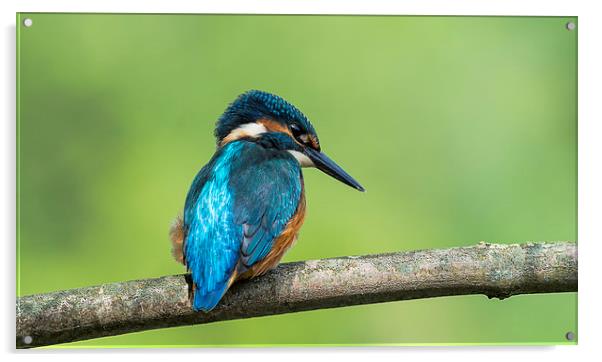 Kingfisher Watching Acrylic by Roger Byng