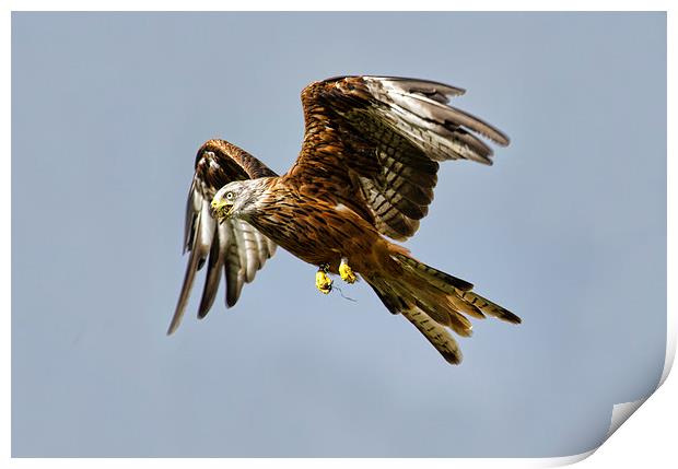 Red Kite Print by Val Saxby LRPS