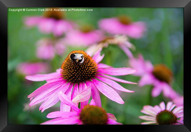 Bumblebee on pink flower Framed Print by Carmen Clark